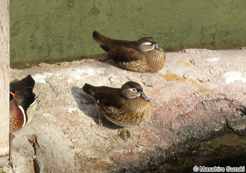 アメリカオシ Aix sponsa