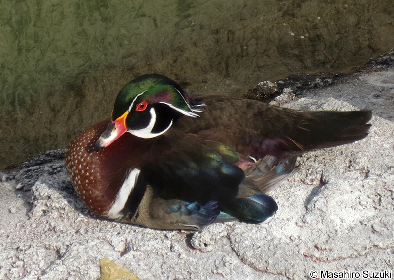 アメリカオシ Aix sponsa