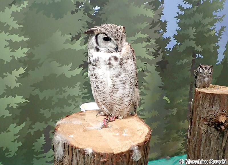 アメリカワシミミズク Bubo virginianus