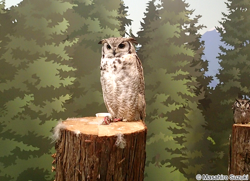 アメリカワシミミズク Bubo virginianus