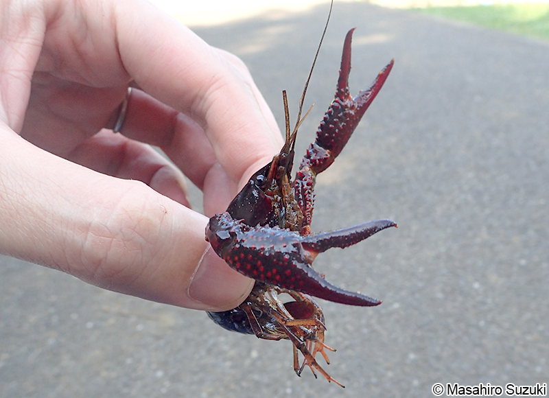 アメリカザリガニ Procambarus clarkii