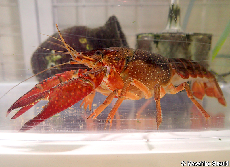 アメリカザリガニ Procambarus clarkii