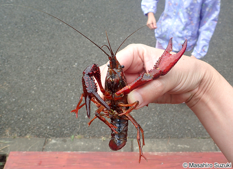 アメリカザリガニ Procambarus clarkii