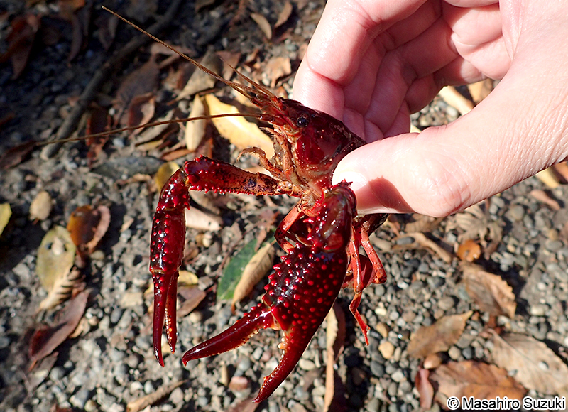 アメリカザリガニ Procambarus clarkii