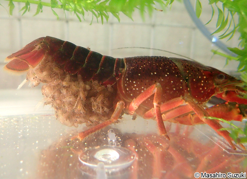 アメリカザリガニ Procambarus clarkii