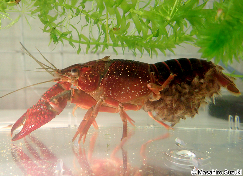 アメリカザリガニ Procambarus clarkii