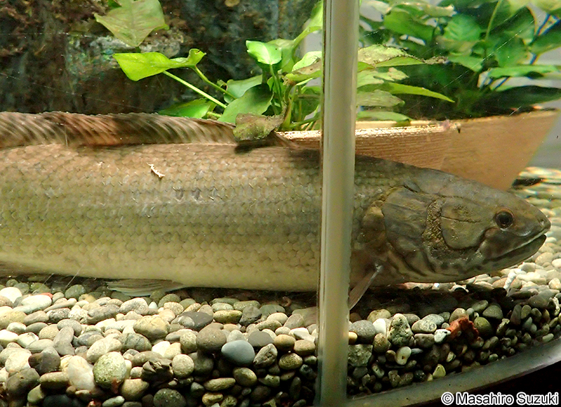 アミア・カルヴァ Amia carva