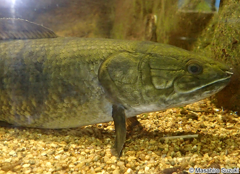 アミア・カルヴァ Amia carva