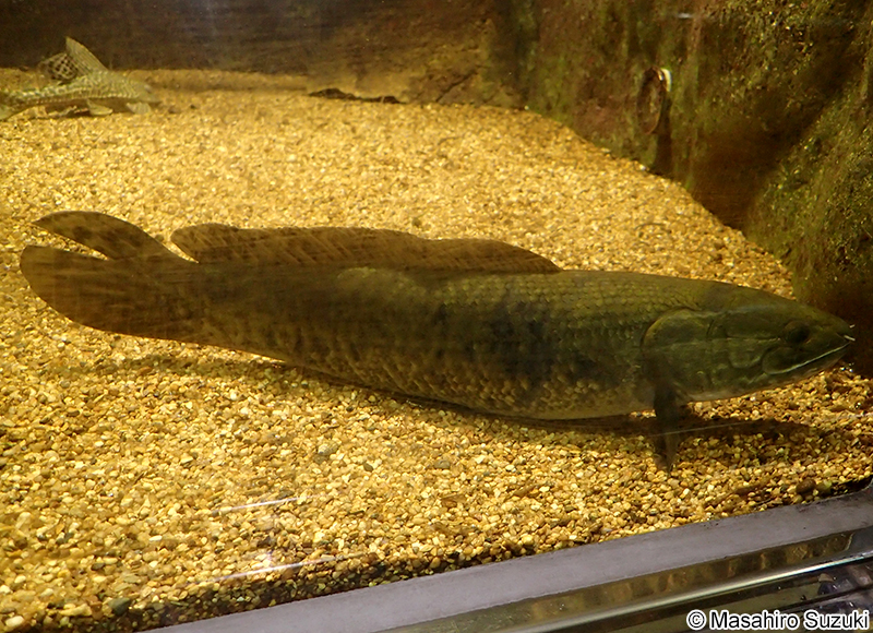 アミア・カルヴァ Amia carva