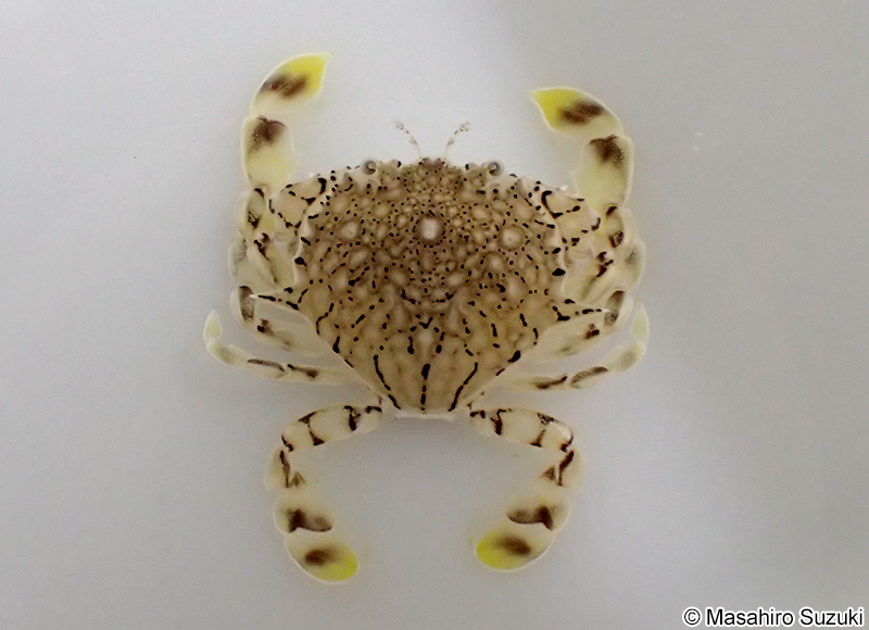 アミメキンセンガニ Matuta planipes