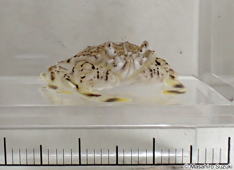 アミメキンセンガニ Matuta planipes