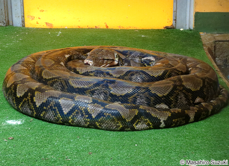 アミメニシキヘビ Malayopython reticulatus
