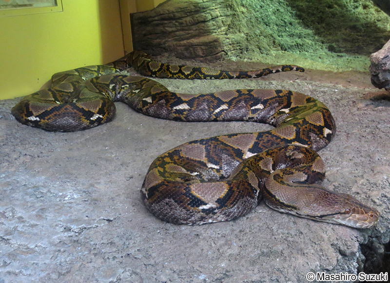 アミメニシキヘビ Malayopython reticulatus
