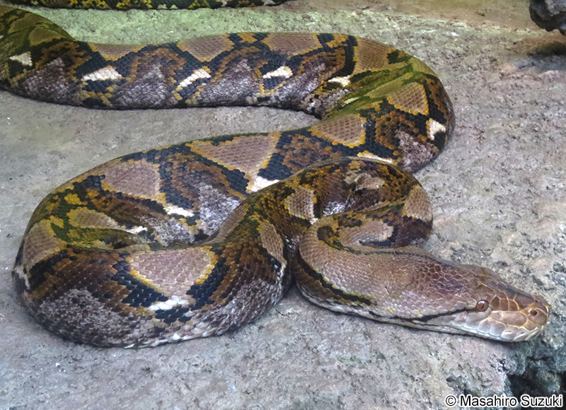 アミメニシキヘビ Malayopython reticulatus