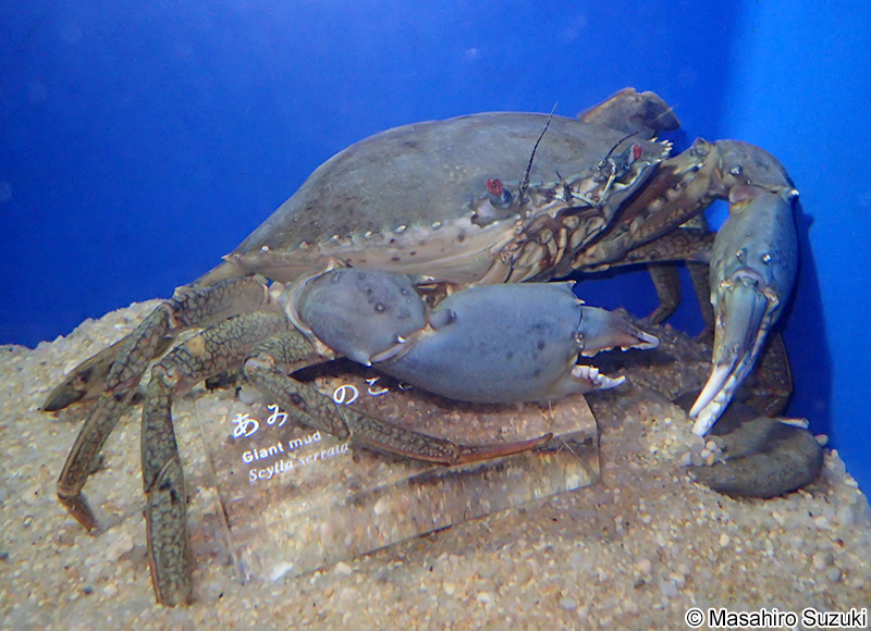 アミメノコギリガザミ Scylla serrata