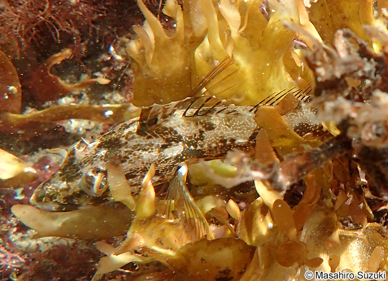 アナハゼ Pseudoblennius percoides