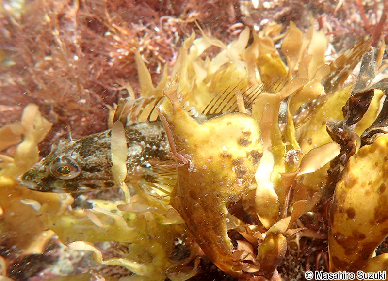 アナハゼ Pseudoblennius percoides