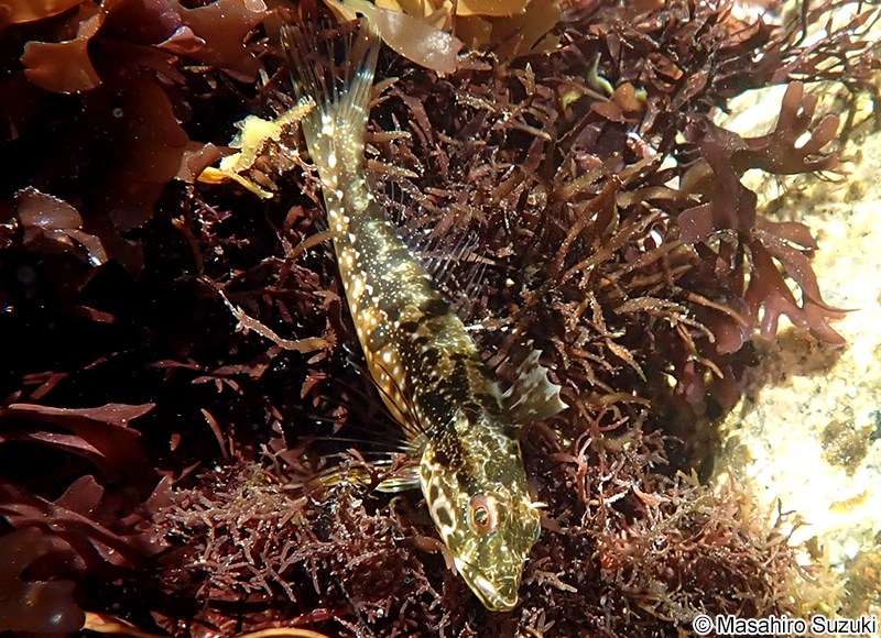 アナハゼ Pseudoblennius percoides