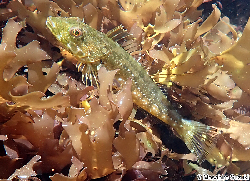 アナハゼ Pseudoblennius percoides