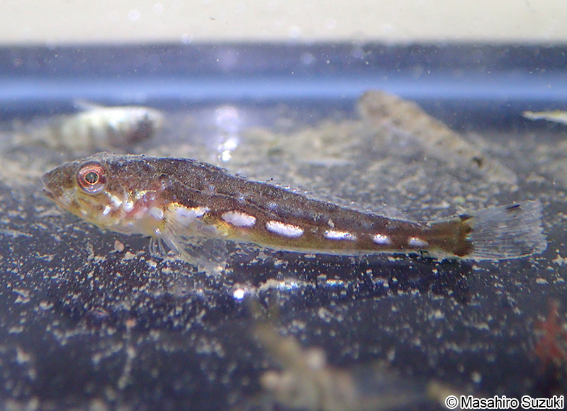 アナハゼ属の幼魚