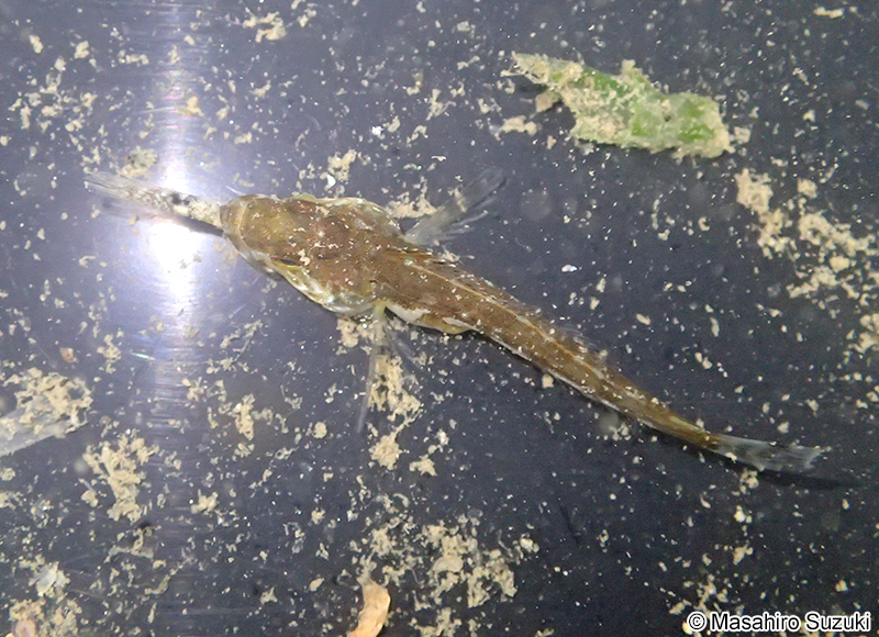 マハゼの幼魚を捕食