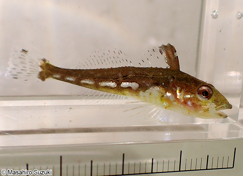 アナハゼ属の幼魚