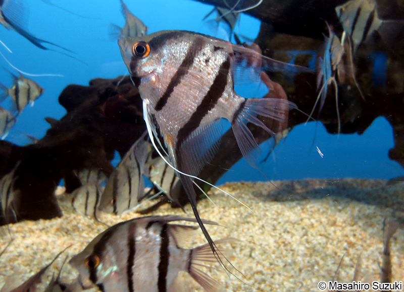 エンゼルフィッシュ属の1種 Pterophyllum sp.