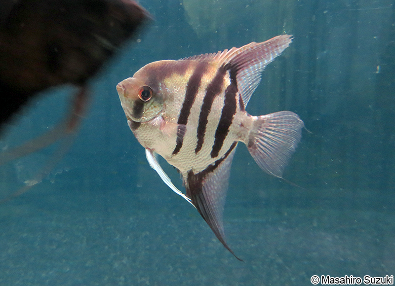 エンゼルフィッシュ属の1種 Pterophyllum sp.