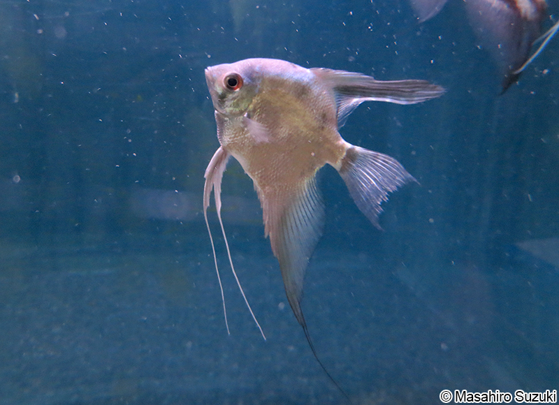 エンゼルフィッシュ属の1種 Pterophyllum sp.