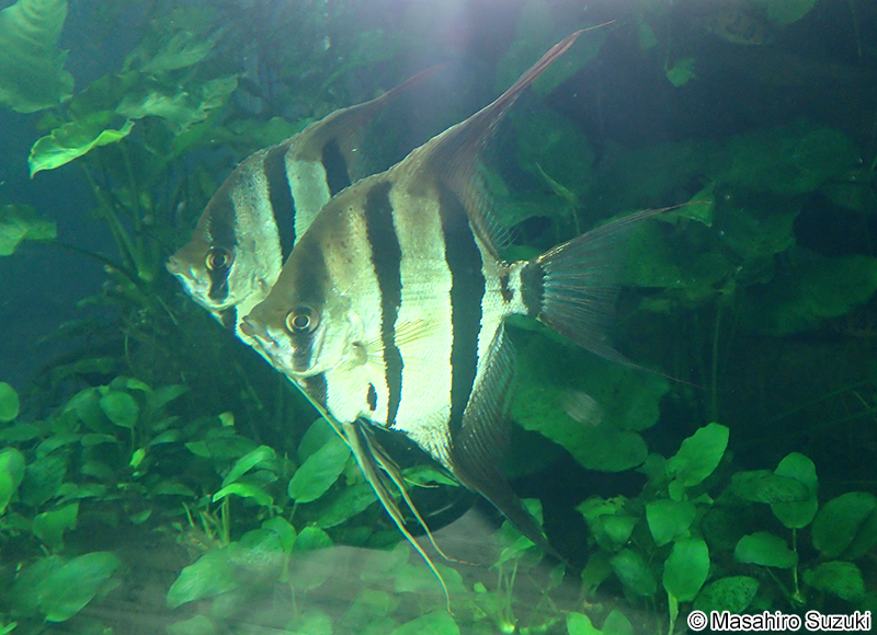 エンゼルフィッシュ属の1種 Pterophyllum sp.