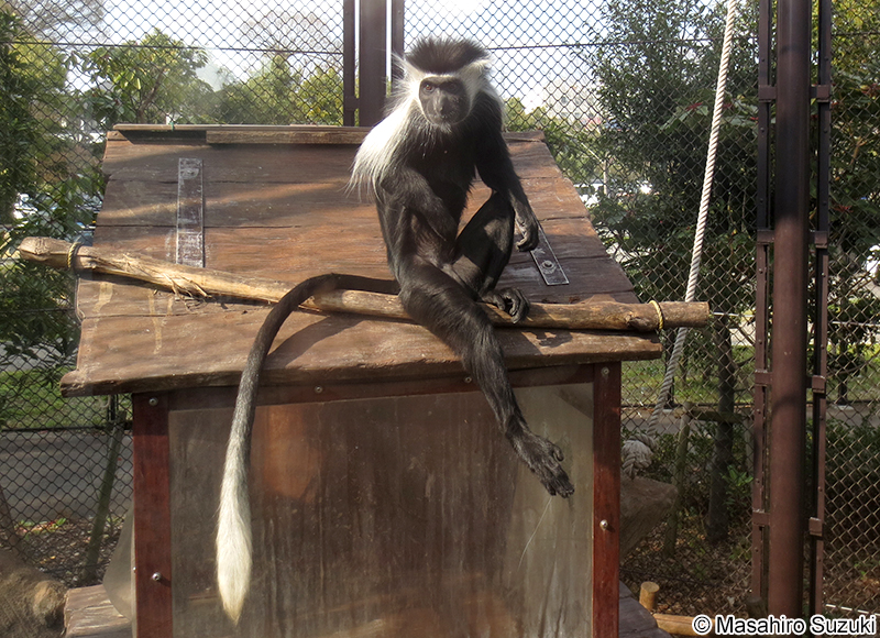 アンゴラコロブス Colobus angolensis
