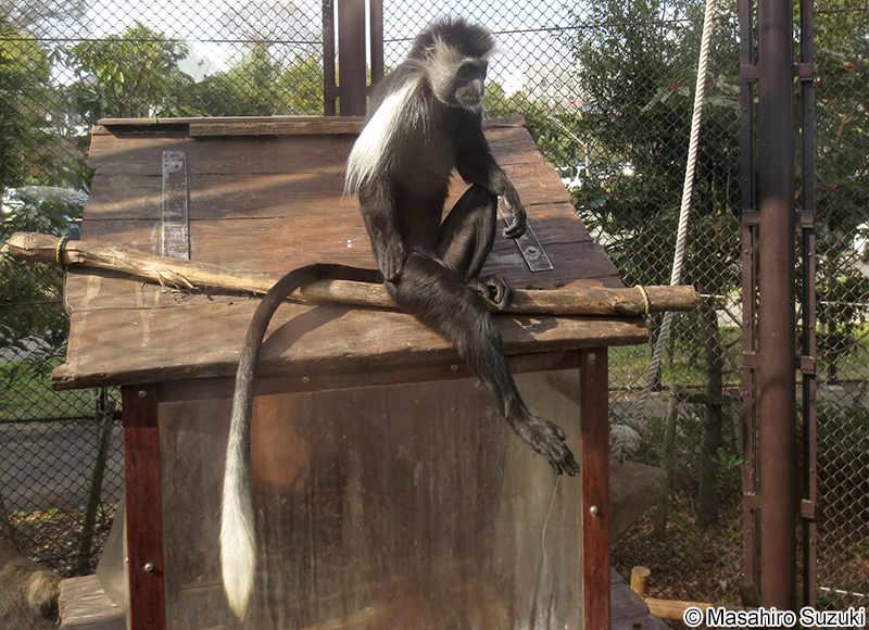 アンゴラコロブス Colobus angolensis