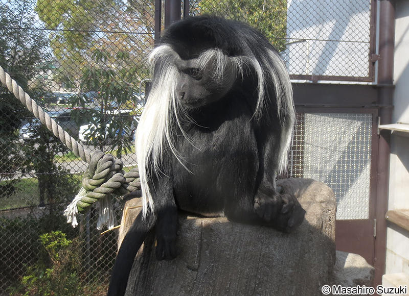 アンゴラコロブス Colobus angolensis