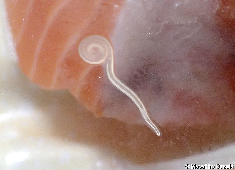 アニサキス Anisakis