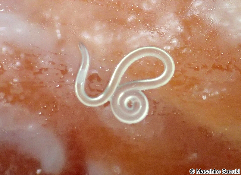 アニサキス Anisakis