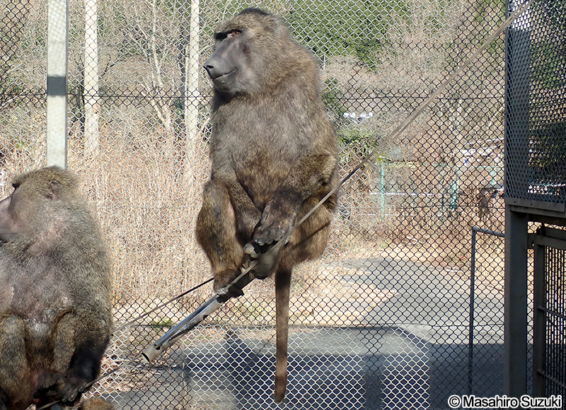 アヌビスヒヒ（ドグエラヒヒ） Papio anubis