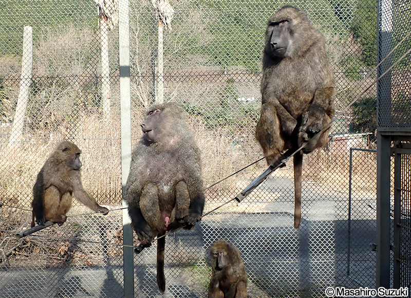 アヌビスヒヒ（ドグエラヒヒ） Papio anubis