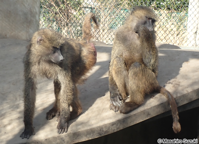 アヌビスヒヒ（ドグエラヒヒ） Papio anubis
