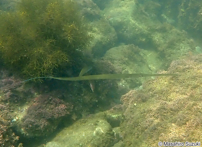 アオヤガラ Fistularia commersonii