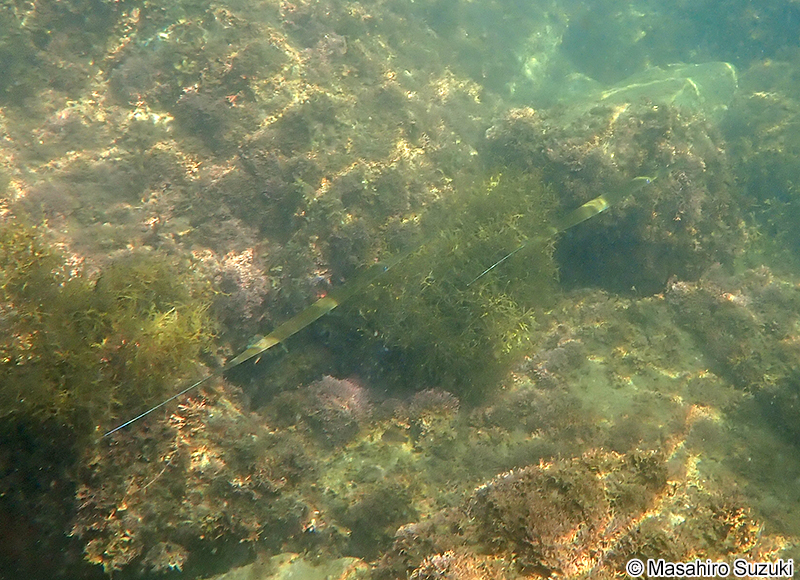 アオヤガラ Fistularia commersonii