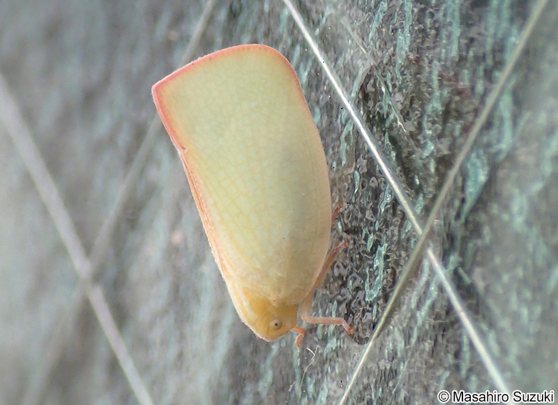 アオバハゴロモ Geisha distinctissima