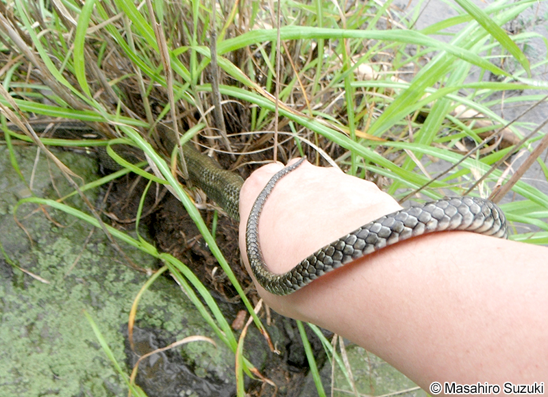 アオダイショウ Elaphe climacophora