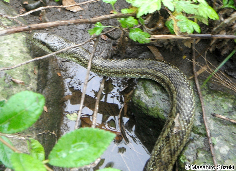 アオダイショウ Elaphe climacophora