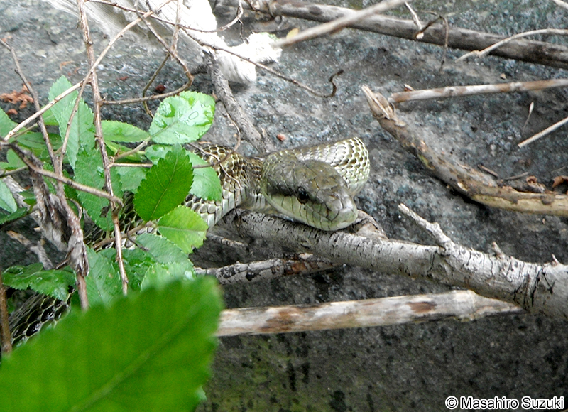 アオダイショウ Elaphe climacophora