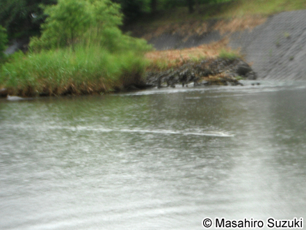 泳ぐアオダイショウ