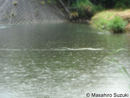 泳ぐアオダイショウ