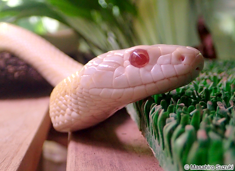 アルビノのアオダイショウ