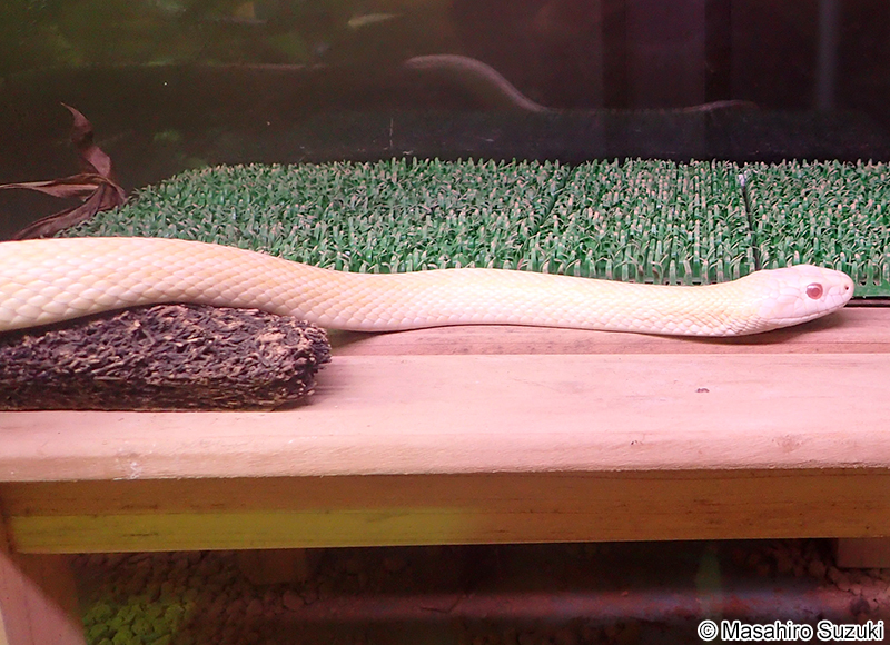 アルビノのアオダイショウ