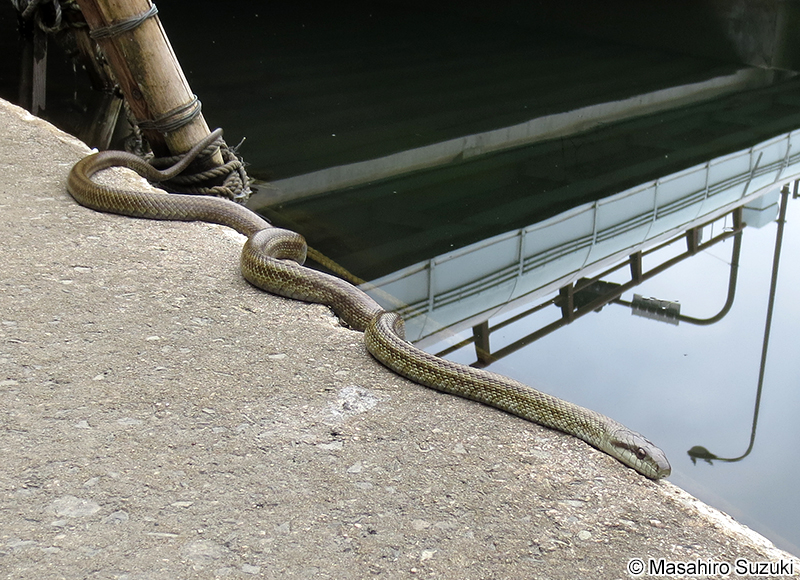 アオダイショウ Elaphe climacophora