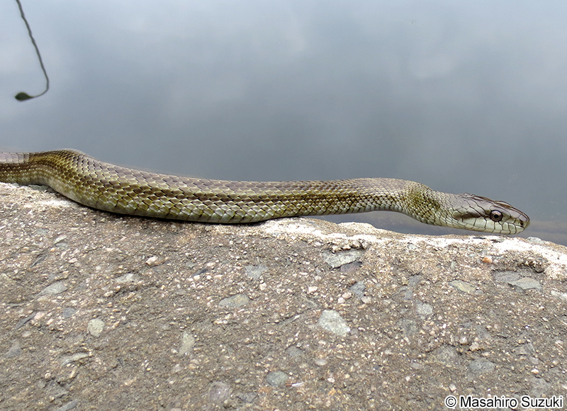アオダイショウ Elaphe climacophora